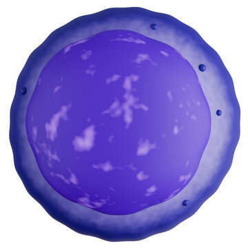 Lymphocyte White Blood Cell with Large Round Nucleus 3D Illustration.