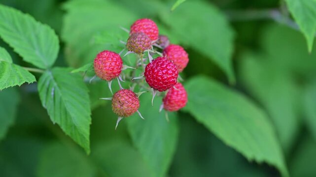 a cluster of ripening black raspberries on a thorny branch against a softly blurred green background.