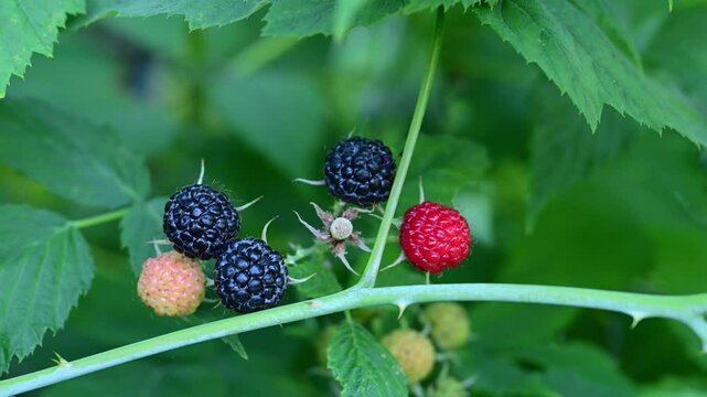 a cluster of black raspberries in varying stages of ripeness, featuring both bright red unripe and dark purple ripe berries growing on a leafy bush.