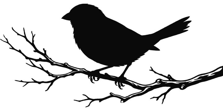 Black bird silhouette on a tree branch