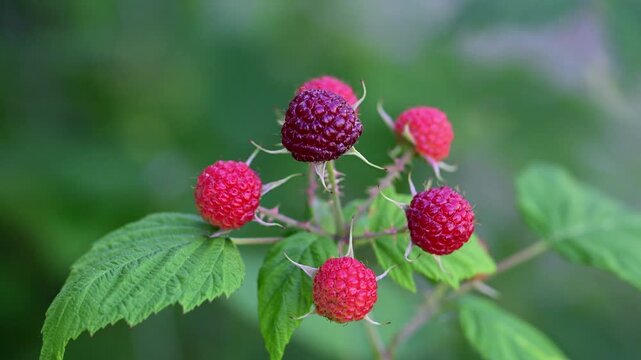 a cluster of ripening black raspberries on a thorny branch against a softly blurred green background.