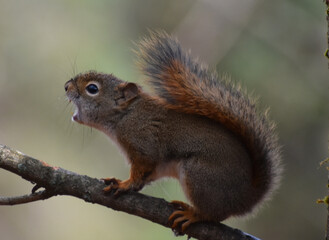A red squirrel at the sugarbush, Sainte-Apolline, Québec, Canada © Claude Laprise