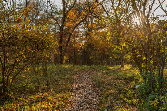 Scenic walking trail through the autumn woods filled with fallen leaves at the Imperial Palace East Gardens December 2023