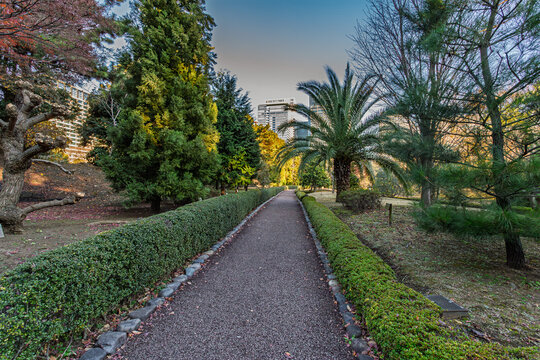 Well-maintained hedge path and cycad palm tree at the Imperial Palace East Gardens December 2023