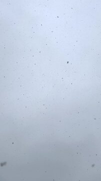 Real snow falls on the camera. Grey winter sky with gentle snowfall. 
