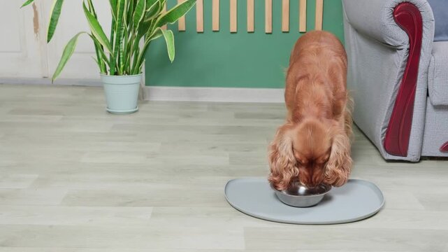 Cute, long-haired english cocker spaniel with floppy ears happily eating dry kibble from a metal bowl placed on a modern mat in a cozy living room with a houseplant