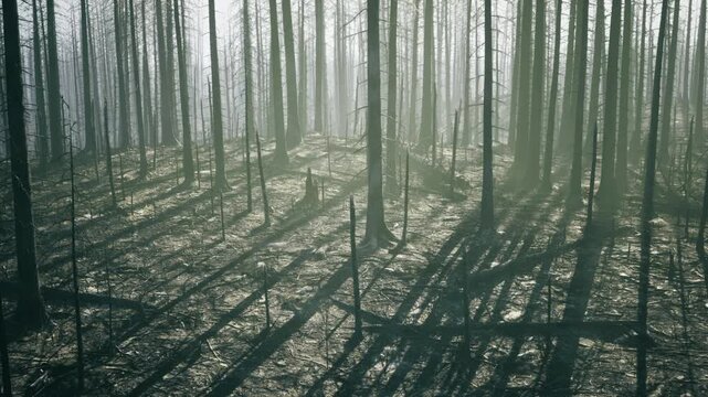 Foggy dawn pine repetition with endless slim trunks and stretched shadows, muted color palette and fine textured ground, sense of solitude and slow discovery