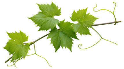 Green grape vine leaves and tendrils on branch © Anouk