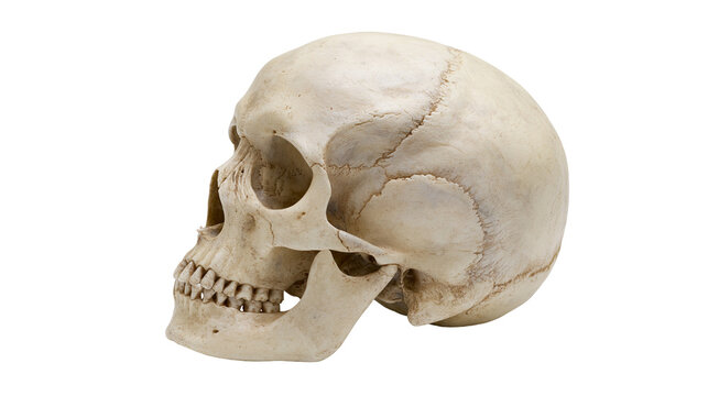 Human skull side view with teeth and sutures