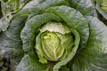 Fototapeta premium Fresh green cabbage plant growing in the agricultural field, close-up shot.