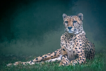 Cheetah sitting in grass against dark fog background for majestic wildlife portrait mood © Ralph Lear