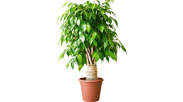 Ficus Benjamina tree with green leaves in terracotta pot