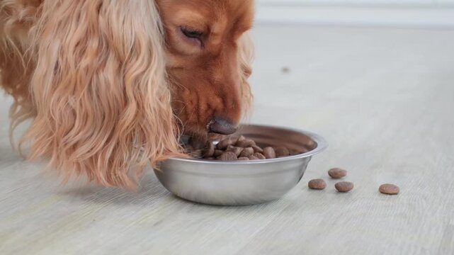 Adorable english cocker spaniel with long, curly ginger fur eating dry kibble from a stainless steel bowl placed on a light-colored floor, showing the daily routine of a beloved pet