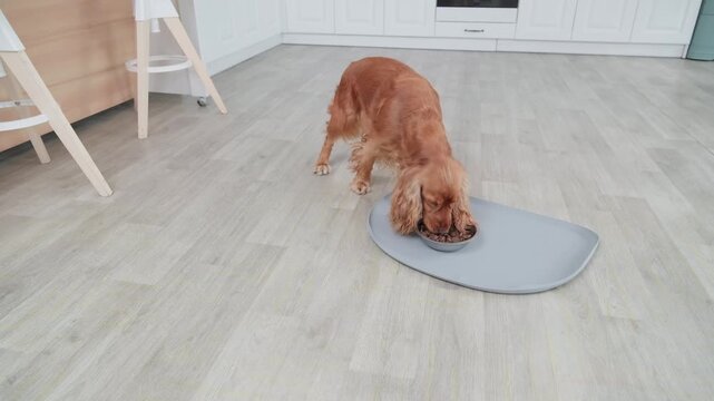 Obedient english cocker spaniel patiently waiting for permission before approaching and eating its dry kibble from a stainless steel bowl placed on the kitchen floor during mealtime