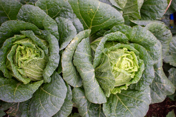 Fototapeta premium Fresh green cabbage plant growing in the agricultural field, close-up shot.