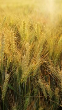 The camera moves slowly among ripe wheat ears at sunset. Vertical video