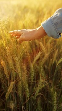Female hand touches ripe ears of wheat at sunset. Slow motion