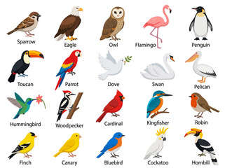 Naklejka premium A collection of twenty diverse bird species illustrated in a colorful cartoon style with labels.