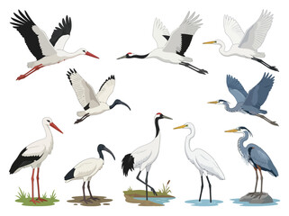 Obraz premium Collection of various wading birds including storks cranes herons and ibises.