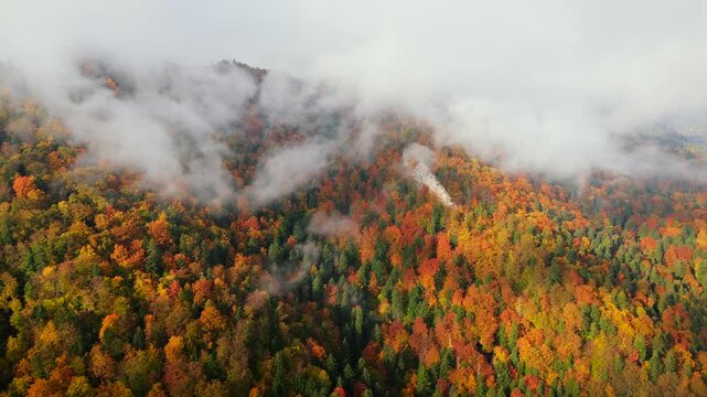Gorgeous colourful autumn in the mountains. Pieniny, Poland