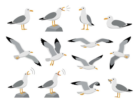 A collection of various seagull illustrations in different poses and actions.