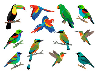 Fototapeta premium A collection of colorful tropical birds including toucans parrots and hummingbirds.
