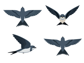 Fototapeta premium A collection of four swallow birds depicted in various flight poses and angles.
