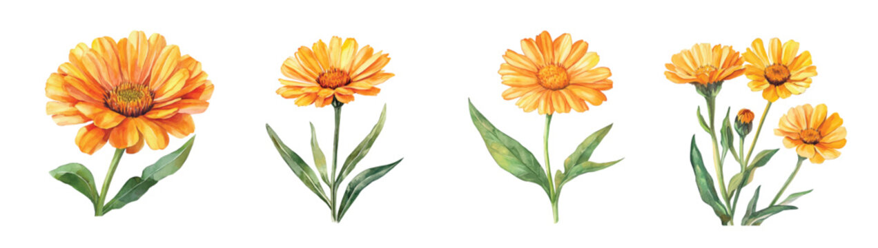 A collection of minimal yet artistic elements for creative designs isolated on a white background. hand-drawn paint, A beautiful painting of calendula flower, EPS, Flower set