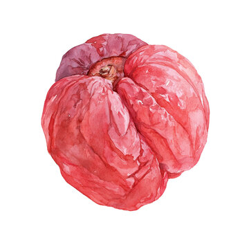 Watercolor Umeboshi Japanese Pickled Plum Illustration Clipart