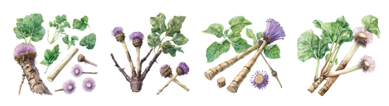 A collection of minimal yet artistic elements for creative designs isolated on a white background. hand-drawn paint, A beautiful painting of burdock root, EPS
