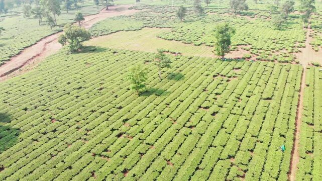 Very close top-down aerial view of Jhapa chiyabaari bush rows with earthy pathways between them; detailed texture of the tea plantation

