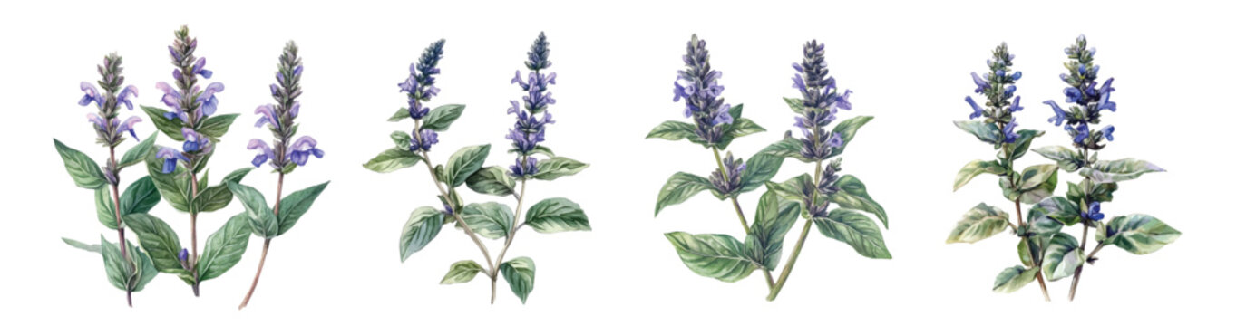 A collection of minimal yet artistic elements for creative designs isolated on a white background. hand-drawn paint, A beautiful painting of bugleweed plant, EPS