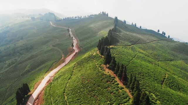 Aerial view of undulating Kanyam chiyabaari hills densely covered with tea bush rows; scenic valley landscape , Tea garden
