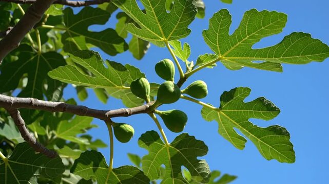Close-up view of a fig tree branch with green leaves and ripening figs against a clear blue sky