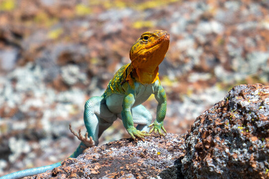 eastern collared lizard on a stone