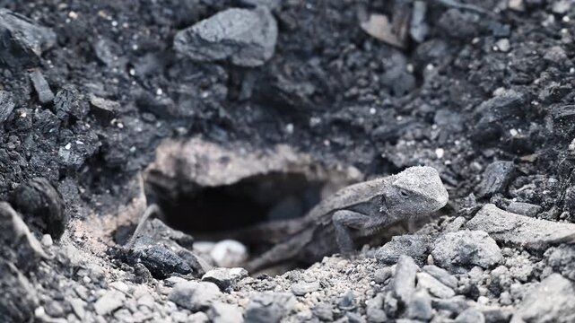 Small grey lizard digging a nesting burrow for egg laying in rocky ground of the Blue Mountains near Sydney, New South Wales, Australia. Wildlife, reptile behavior, natural habitat.