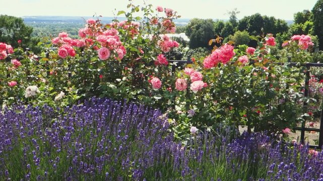 Beautiful roses in the city garden.	
