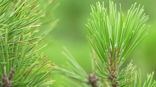 Close-up of fresh pine needles in vibrant green. Sharp focus on texture and natural arrangement of needles. Soft blurred background creates depth perception