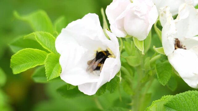 Bumblebee collects pollen from a white flower. Yellow and black stripes cover its body. Green leaves surround the blossoms. Another frame shows multiple white flowers. The bee visits each bloom