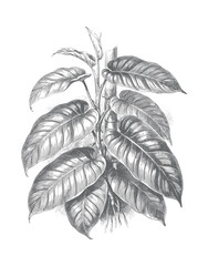 Hand drawn philodendron foliage in antique botanical engraving style. © Creative09