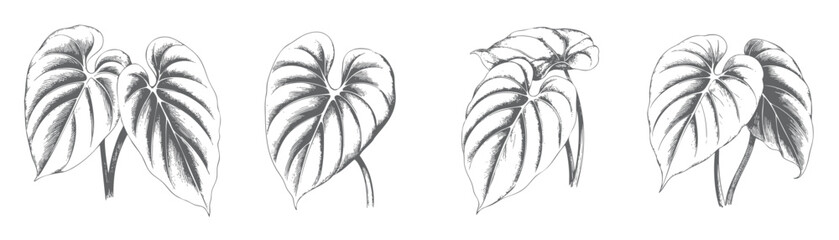 Collection of philodendron leaves in vintage botanical engraving style. © Creative09