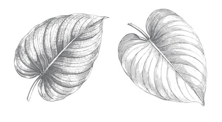 Tropical philodendron leaf pair in classic botanical illustration style. © Creative09