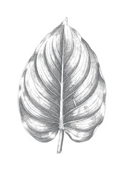 Philodendron leaf studies with detailed engraving and natural leaf forms. © Creative09