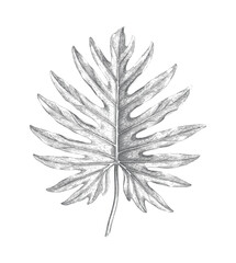 Hand drawn philodendron leaf in antique botanical engraving style. © Creative09
