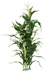 Fototapeta premium field, plant, agriculture, corn, nature, food, leaf, farm, grass, rosemary, summer, crop, herb, isolated, growth, sky, farming, maize, landscape, leaves, wheat, rural, garden, vegetable, organic, farm