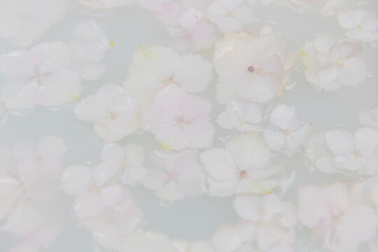 soft pastel pink and white hortensia flowers milk bath background 