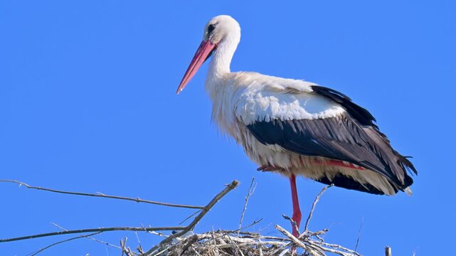  video of baby storks in a nest
