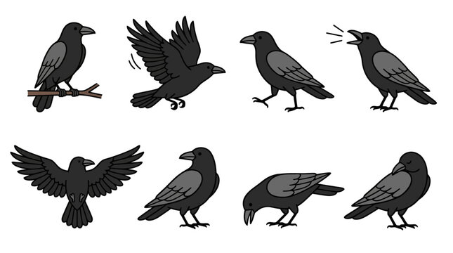 Set of various black crow bird illustrations in different poses and actions.