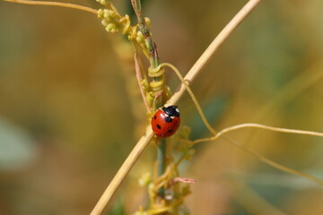ladybug on grass in the wild, closeup of photo © Viktor