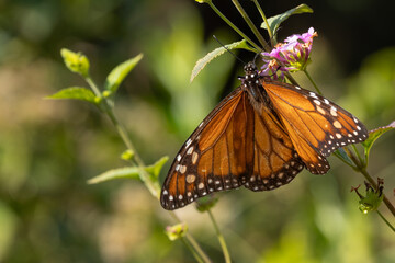 butterfly on flower © DC Fotos